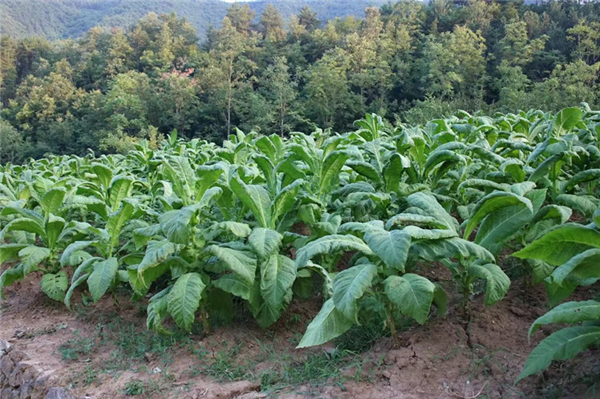 鎮(zhèn)安縣鐵廠鎮(zhèn):“凈環(huán)境、美院落、富口袋” 全力推進(jìn)秦嶺山水鄉(xiāng)村建設(shè)